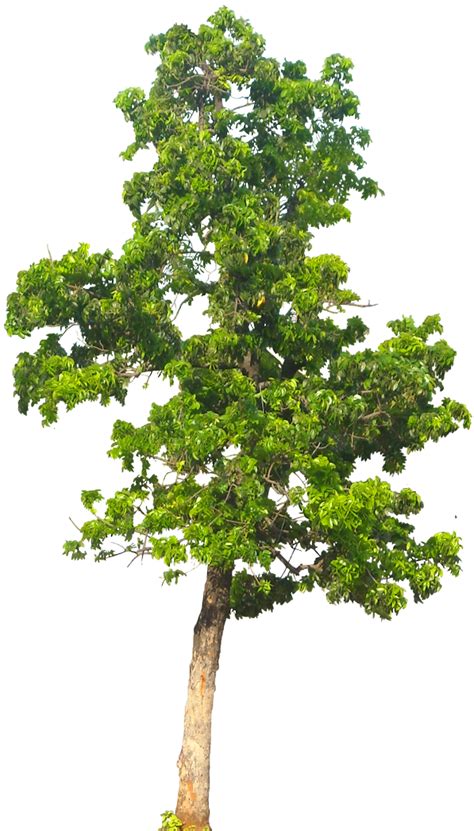 Tropical Plant Pictures: Swietenia mahagoni & macrophylla (Mahogany tree)