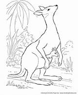 Wild Animal Cute baby kangaroo Coloring Pages  Kangaroo Page sketch template