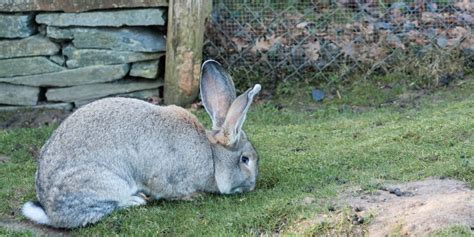 Flemish Giant Rabbits For Sale in the USA - Price and List of Breeders By State - Rabbit Care Basics