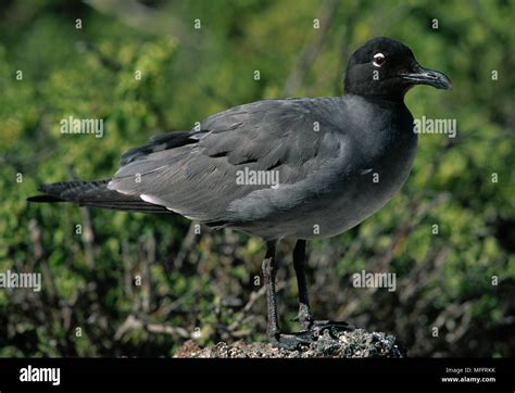 LAVA GULL Larus fuliginosus Galapagos Islands, Pacific Ocean ...