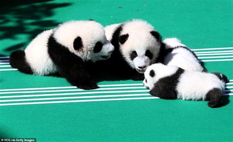 Newborn panda cubs can't stop playing with each other during their debut | Daily Mail Online