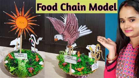 Food Chain Model | How To Make And Explain A Food Chain Model | Science Project Idea | - YouTube