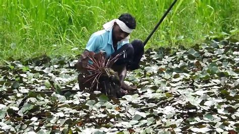 Singhada (Water Chestnut) Farmer - My Village - YouTube