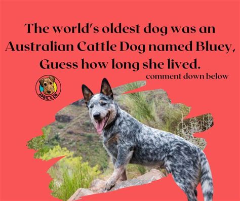 Bluey Australian Cattle Dog in 2023 | Cattle dog, Australian cattle dog, Old dogs