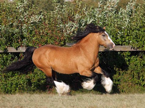 Gypsy Horse: Full Profile, History, and Care