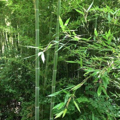 Bamboo Forest - Jima-Design