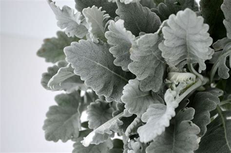 Dusty Miller...great floral accent for dusty shale! | Wedding flowers pink green