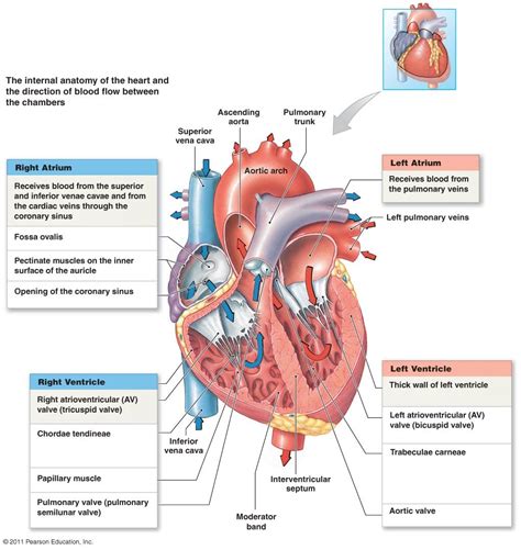 Coronary Circulation Diagram | Coronary Artery Circulation Diagram Nursing Mnemonics, Cardiac ...