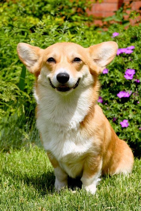 8 Things You Didn’t Know About Corgis (QUIZ)