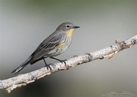 Migrating Yellow-rumped Warblers – Mia McPherson's On The Wing Photography