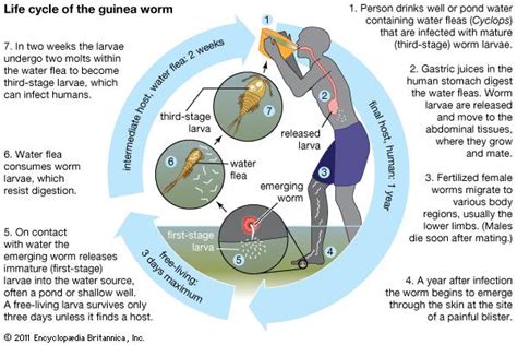 Convergent Journalism JJS 3243: Worm Disease - Please, take care of your child