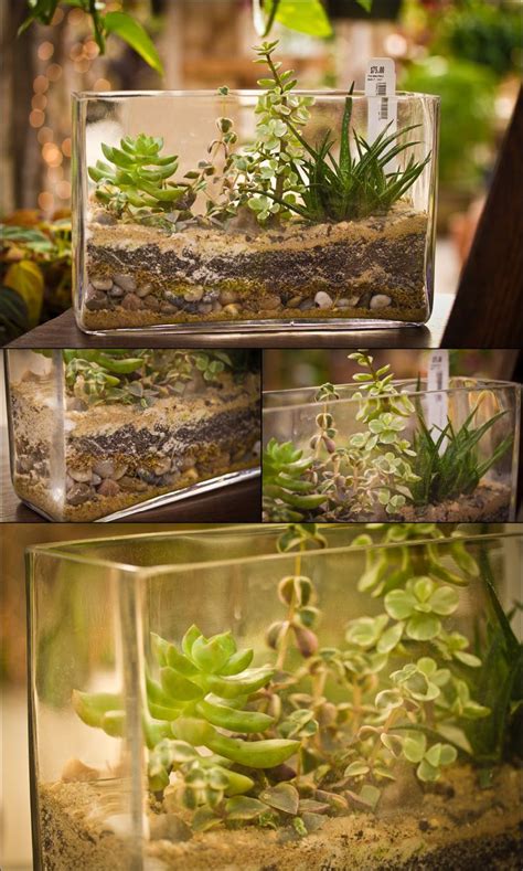 Cactus Terrarium-hmm? Maybe Dave can do something like this with that old fish tank? | Succulent ...