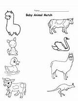 Baby Animal Match By Tech And Fun In 4th  Teachers Pay sketch template
