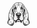 Basset Hound Coloring And Drawing  Page sketch template