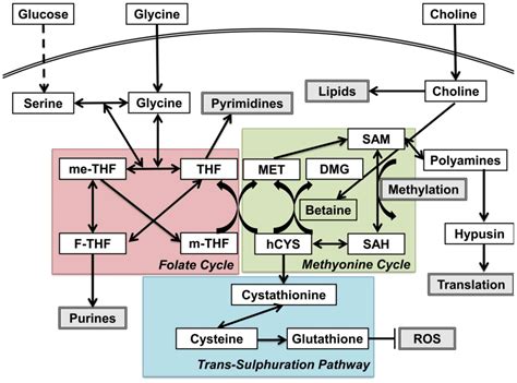 The one-carbon metabolism pathway highlights therapeutic targets for gastrointestinal cancer ...