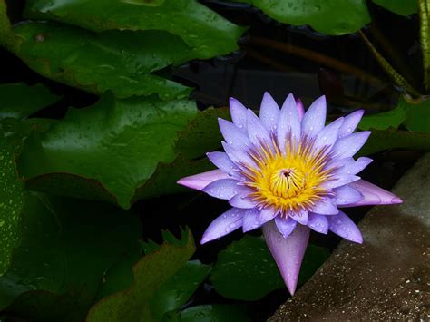 Blue Pond Lily Photograph by Barbara Ebeling - Fine Art America