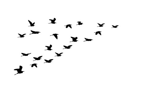 Silhouette of flock of flying birds isolated on white background, perfect for a nature themed ...