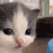 Softnte Confused Cat GIF - SOFTNTE Confused Cat - Discover & Share GIFs