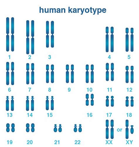 X chromosome, X chromosome function & X chromosome disorders