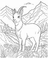 Premium Vector  Mountain goat coloring Page sketch template