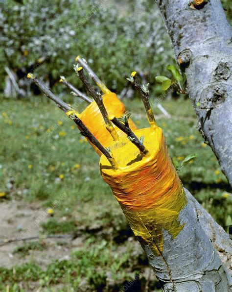 Grafted apple tree - Stock Image - C007/0052 - Science Photo Library