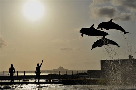 #793025 4K, Dolphins, Jump, Silhouette, Water splash - Mocah HD Wallpapers