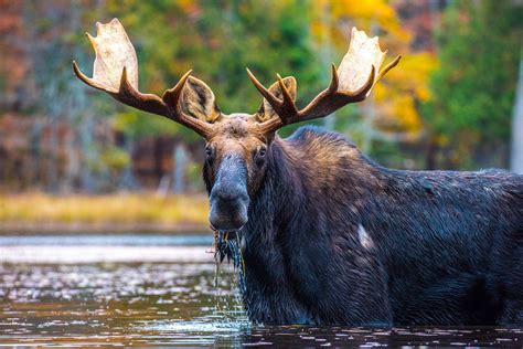 Moose-Photo-Mike-McVey-reduced – Coast of Maine Cottage Rentals