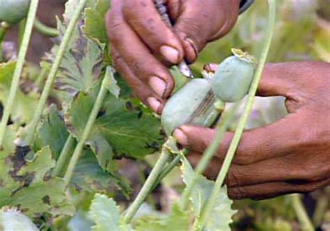 Opium trade goes unhindered in eastern Arunachal Pradesh | India News – India TV