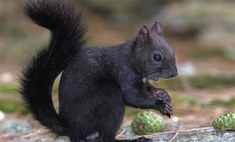 Black squirrel: Nationwide hunt 100 years after it was first introduced | Daily Mail Online