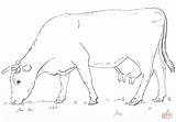Grazing Cow coloring page  Free Printable Coloring Pages sketch template