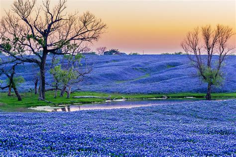 Texas Bluebonnets Wallpapers - Wallpaper Cave