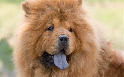 Chow Chow Dog Breed Temperament and Personality - Aggressive and Stubborn