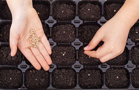 How to Start Seeds Indoors — San Diego Seed Company