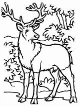 Bull elk coloring Pages Download And Print For Free sketch template