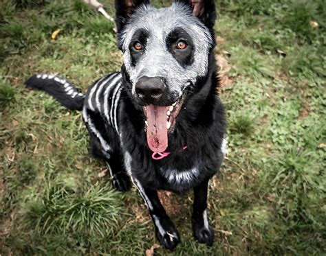 Pet Owners Use Non-Toxic Face Paint To Turn Their Animals Into Creepy Skeletons For Halloween ...