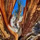 Methuselah Tree – Big Pine, California - Atlas Obscura