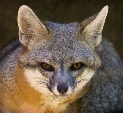 Animals of the world: Gray Fox