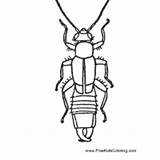 Earwig » Coloring Pages Surfnetkids sketch template