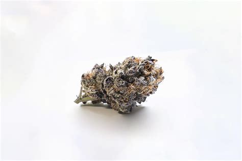 Girl Scout Cookies Strain Complete Review | AskGrowers