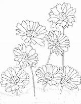 Gerbera Daisy Coloring Page sketch template