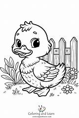 Duck Coloring Pages FREE 2025  And Learn sketch template