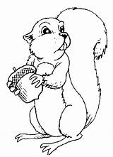 Squirrel coloring page  Animals Town Free color Sheet sketch template