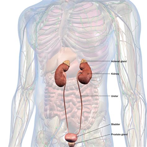 Pheochromocytoma and ParagangliomaAdrenal - NETRF