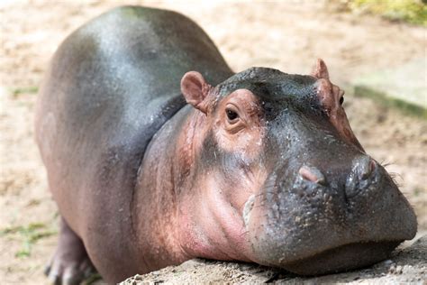 Cincinnati Zoo Shares Adorable Baby Hippo Training Session - PetHelpful ...