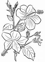 Beautiful Hibiscus Flower coloring Page  Download Print Or Color sketch template