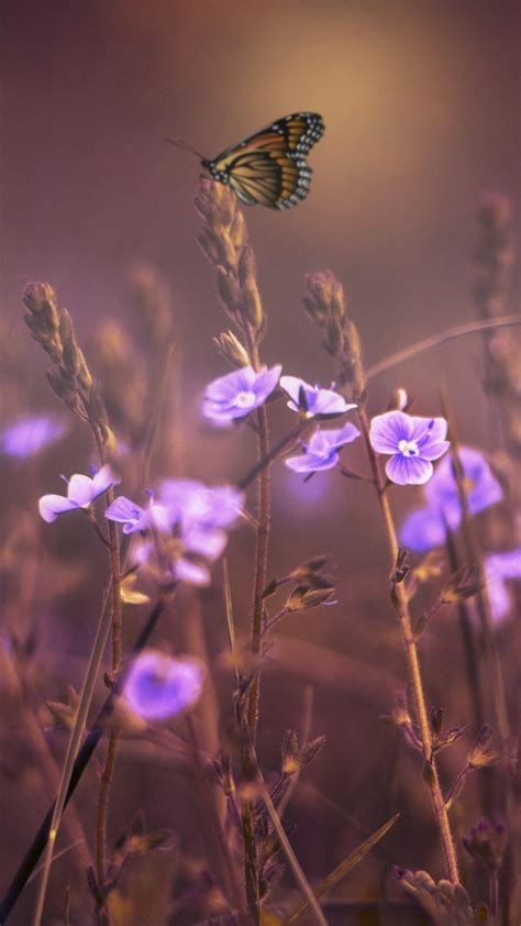 Minimalist Purple Flowers Wallpapers - Top Free Minimalist Purple Flowers Backgrounds ...