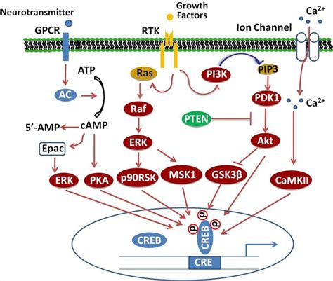 CREB Pathway Phosphorylation Antibody Array - Creative Biolabs