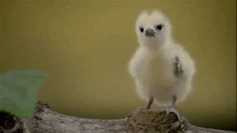 Cute Bird GIFs - Find & Share on GIPHY