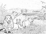15 Majestic Lion Coloring Pages For Kids Of All Ages sketch template