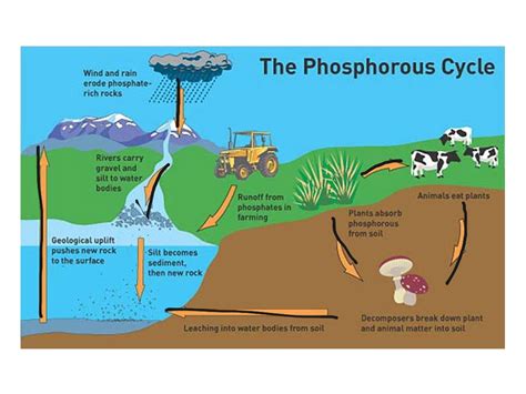 How do humans affect the phosphorus cycle? | Socratic